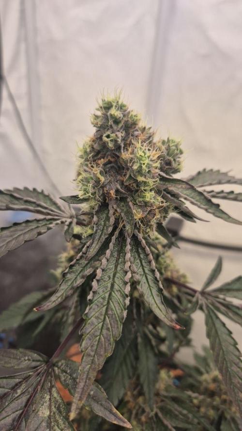 Late to the Party. Week 7