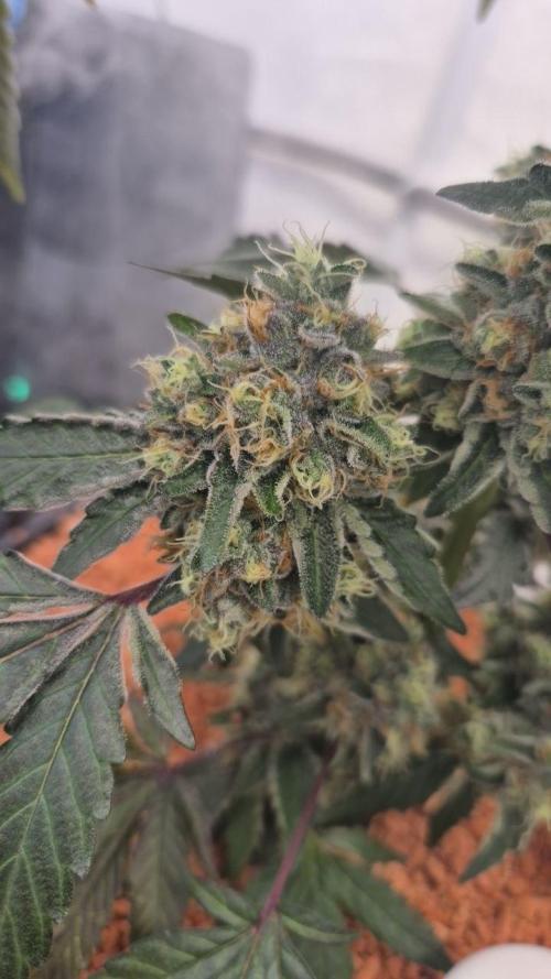 Late to the Party. Week 7