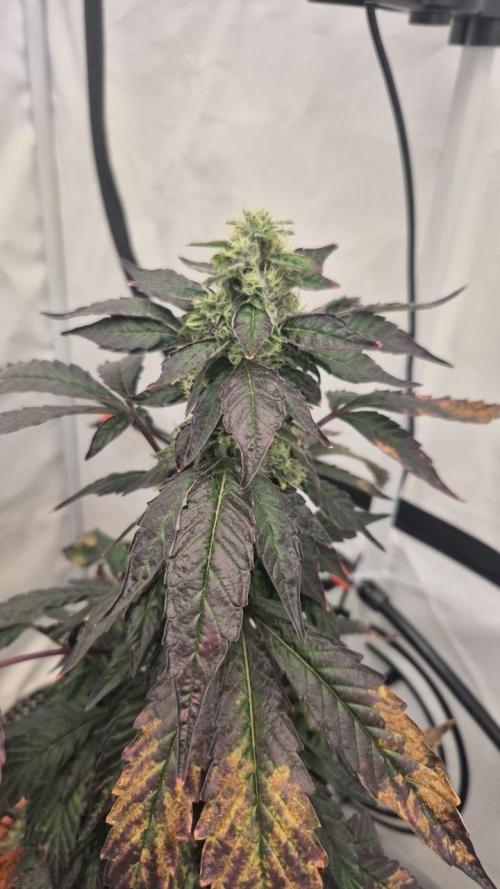 Late to the Party. Week 7