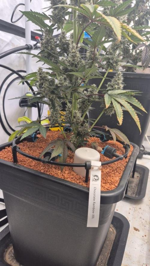 Late to the Party. Week 8 - CR