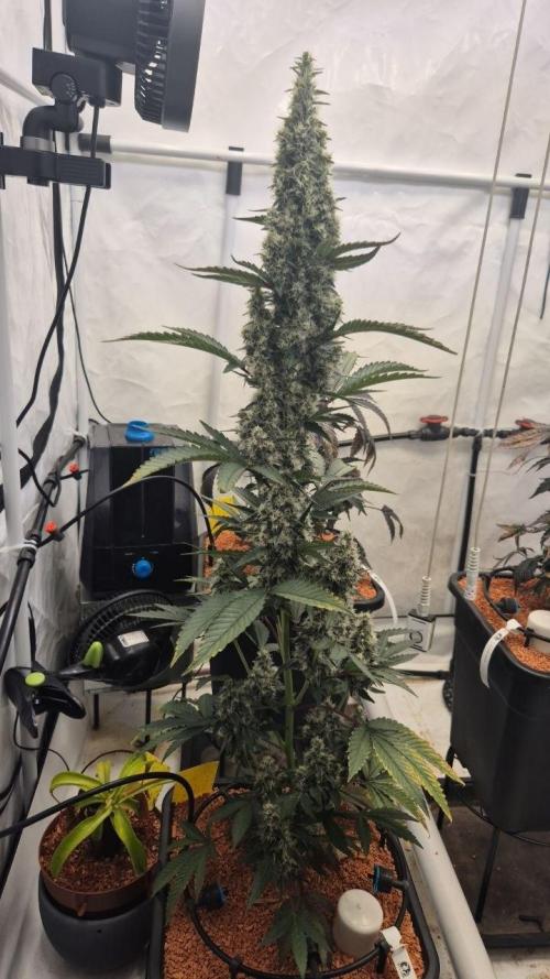 Late to the Party. Week 8