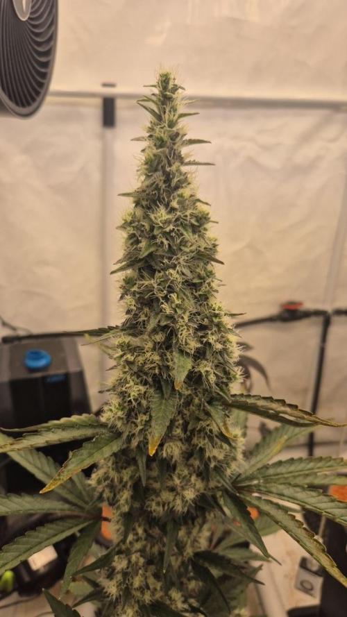 Late to the Party. Week 8
