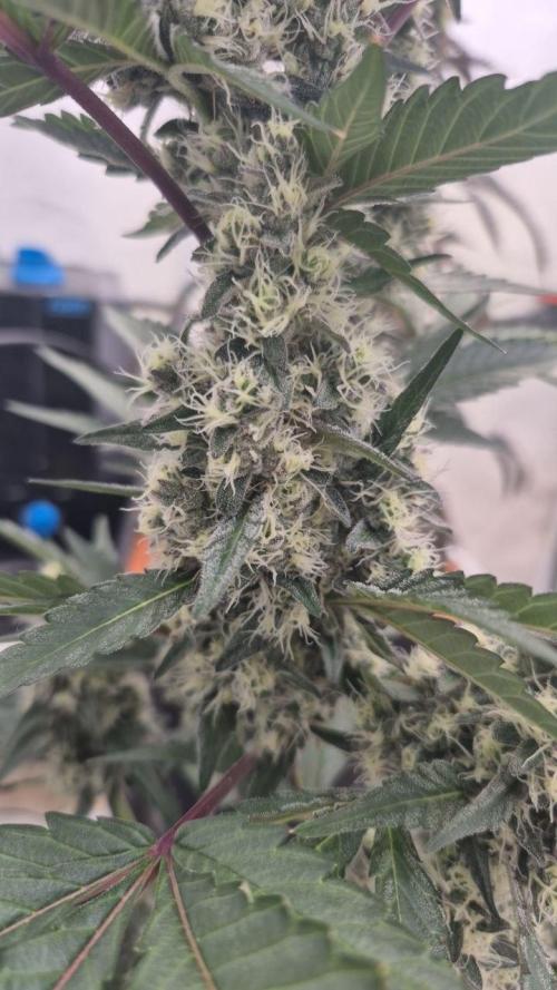 Late to the Party. Week 8