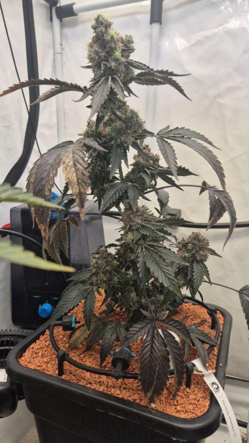 Late to the Party. Week 8
