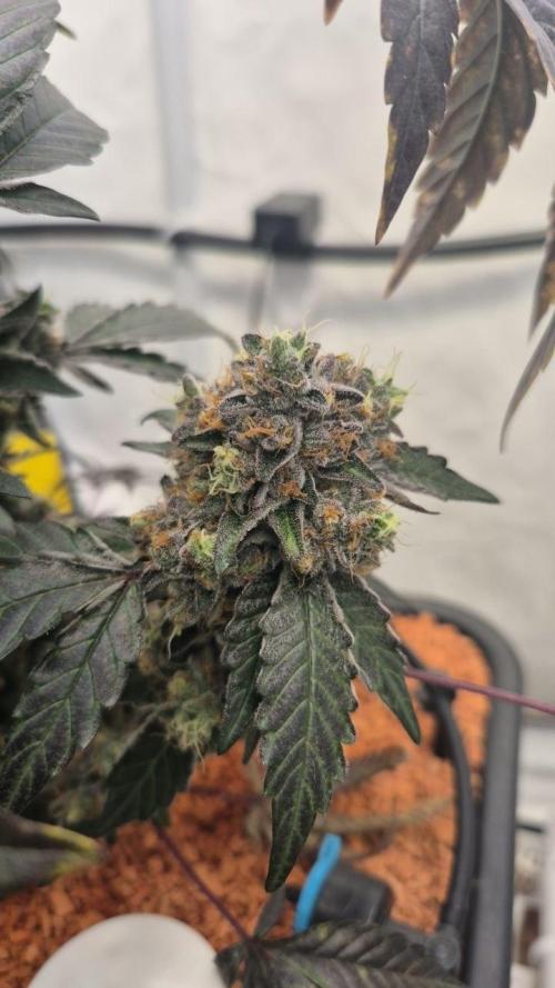 Late to the Party. Week 8