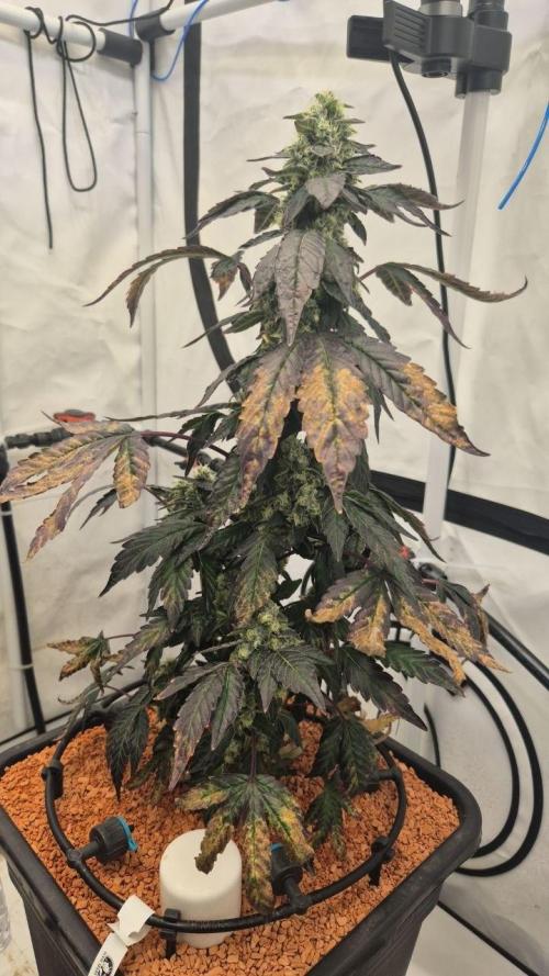 Late to the Party. Week 8