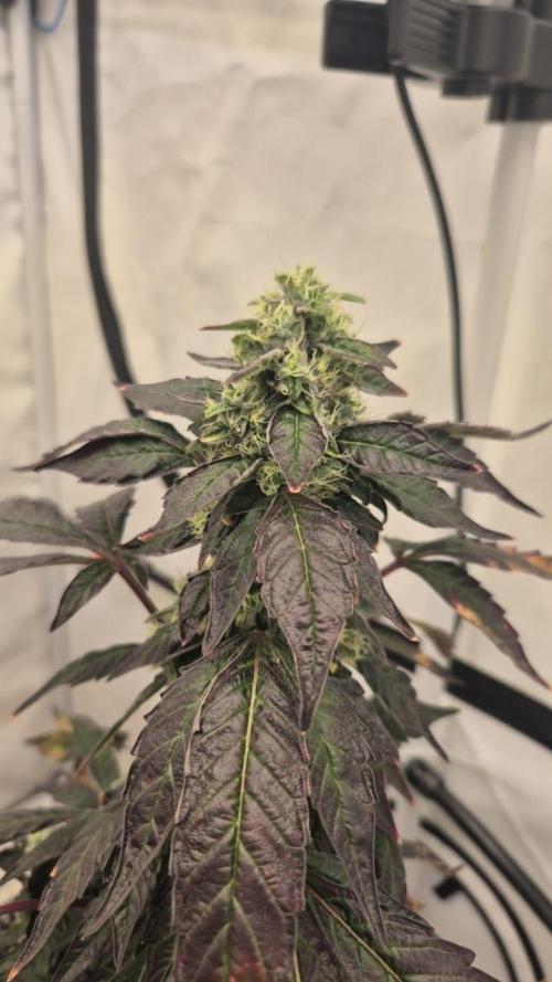 Late to the Party. Week 8