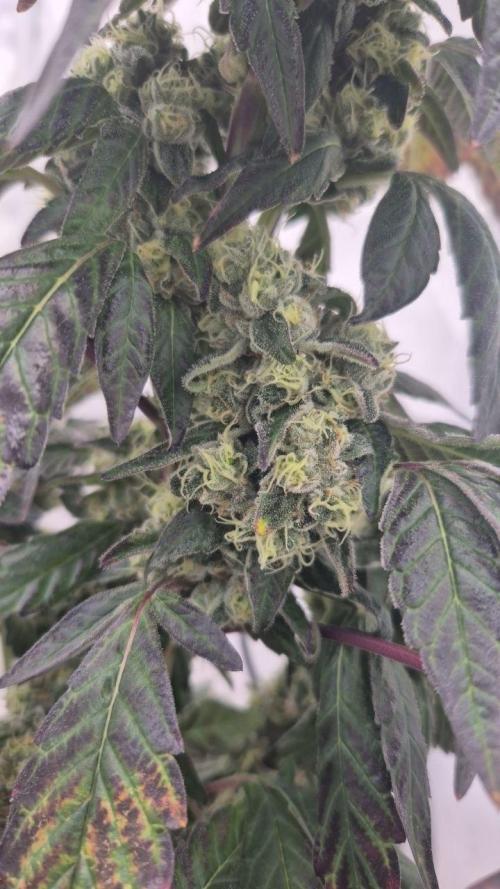 Late to the Party. Week 8