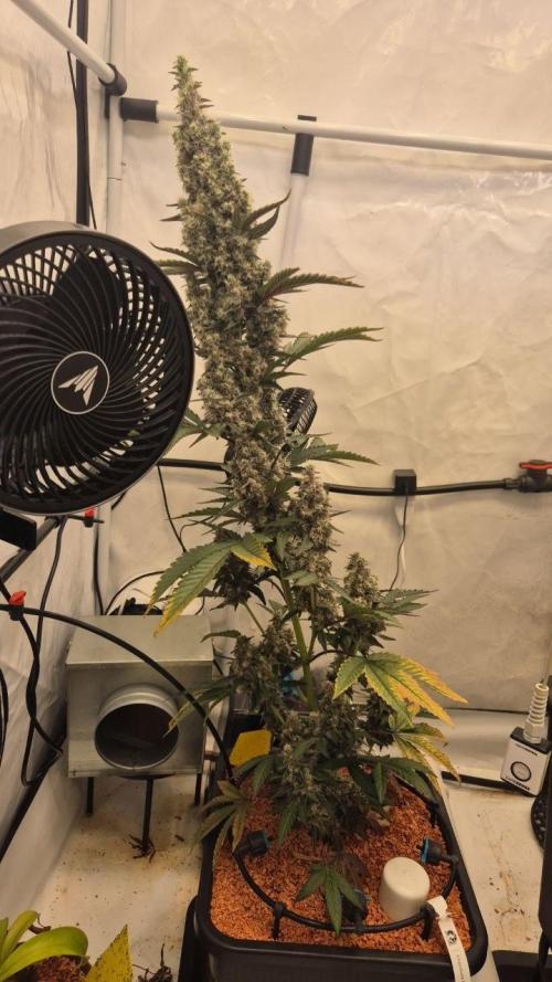 Late to the Party. Week 9