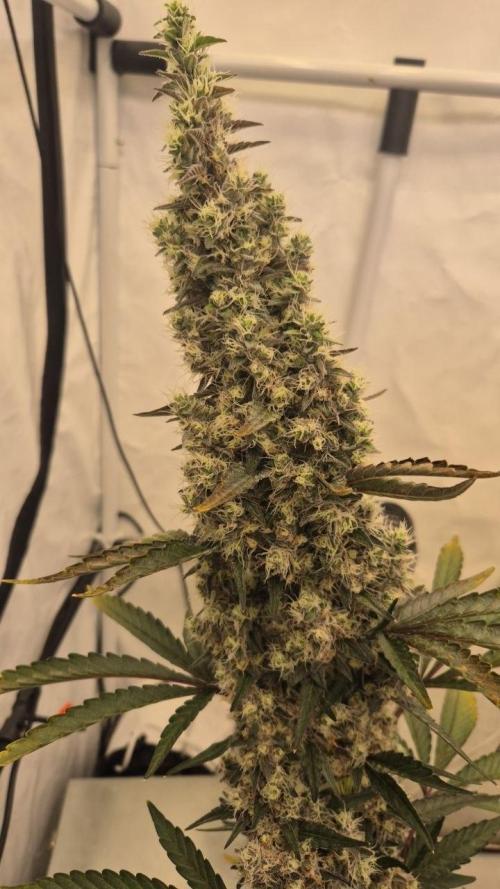 Late to the Party. Week 9