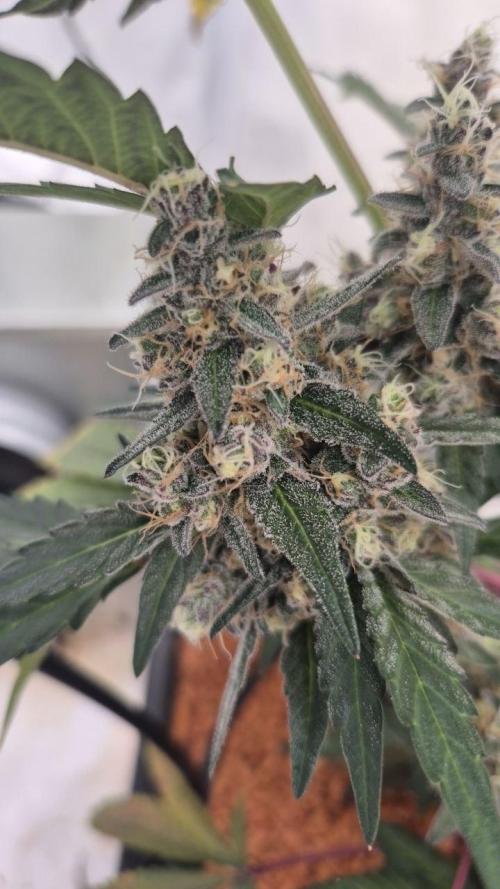 Late to the Party. Week 9