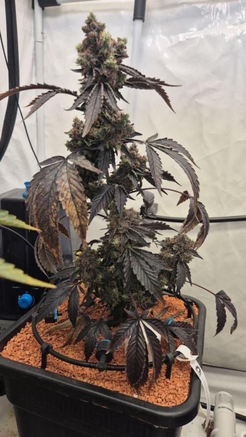 Late to the Party. Week 9