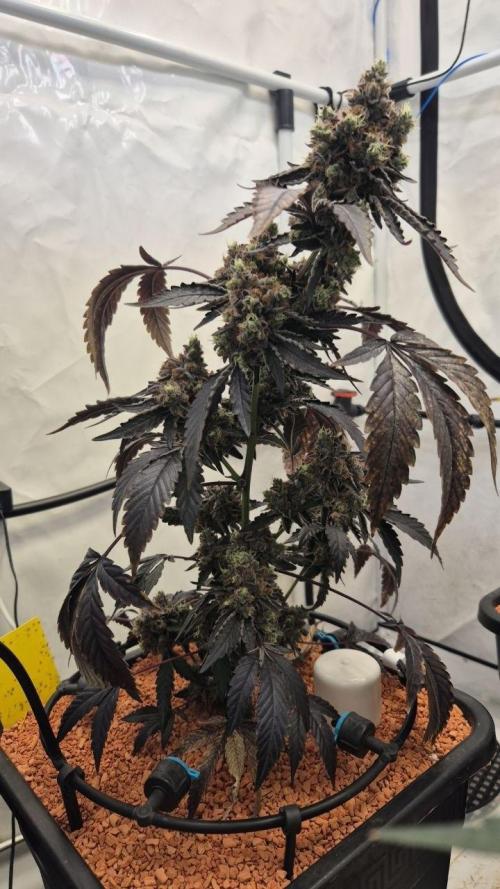 Late to the Party. Week 9