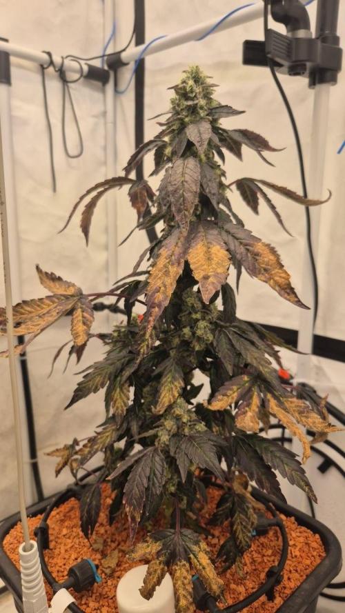 Late to the Party. Week 9