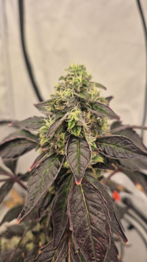 Late to the Party. Week 9