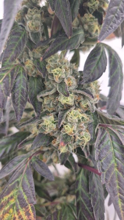 Late to the Party. Week 9