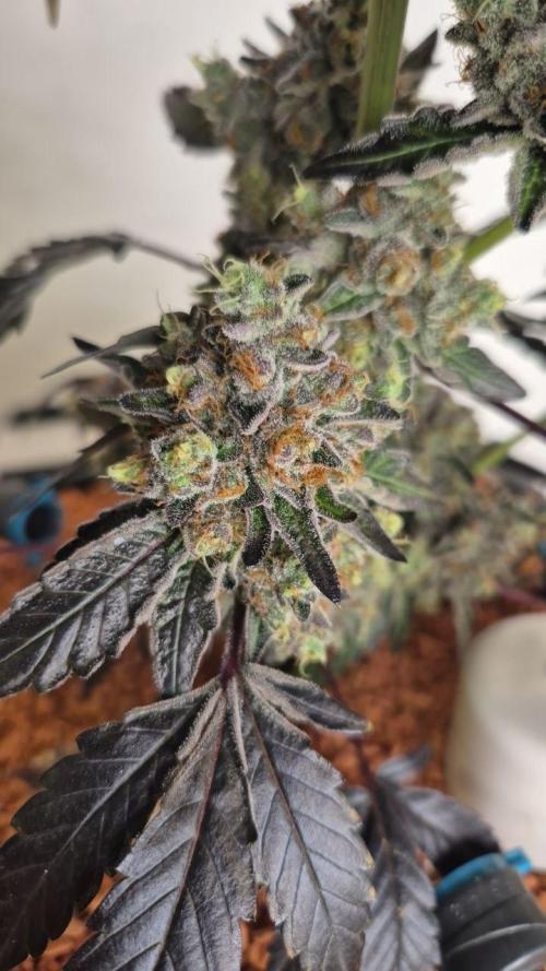 Late to the Party. Week 10