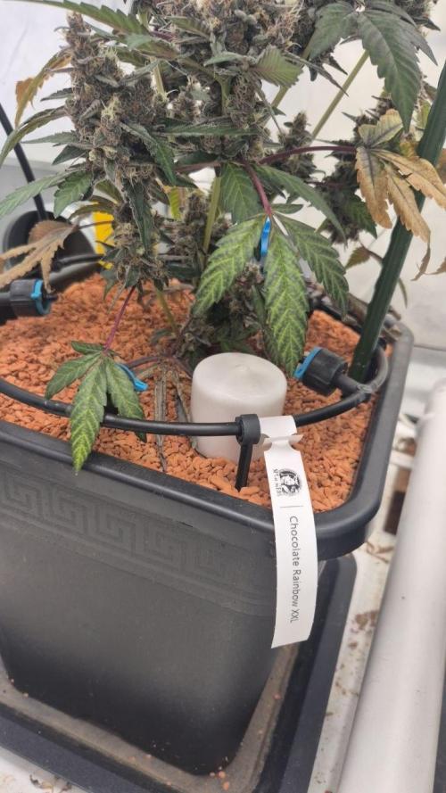 Late to the Party. Week 10