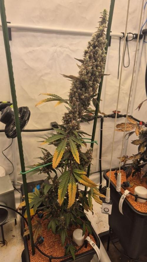 Late to the Party. Week 10