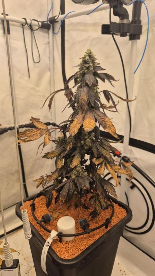 Late to the Party. Week 10