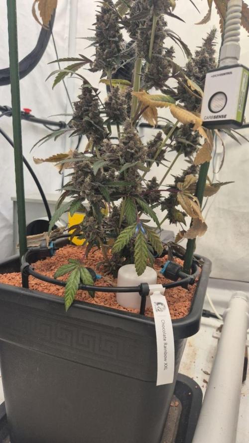 Late to the Party. Week 11