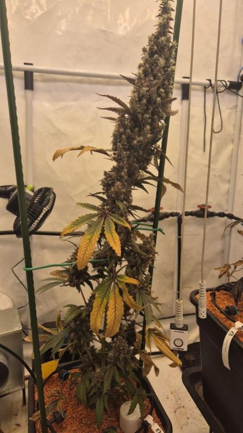 Late to the Party. Week 11
