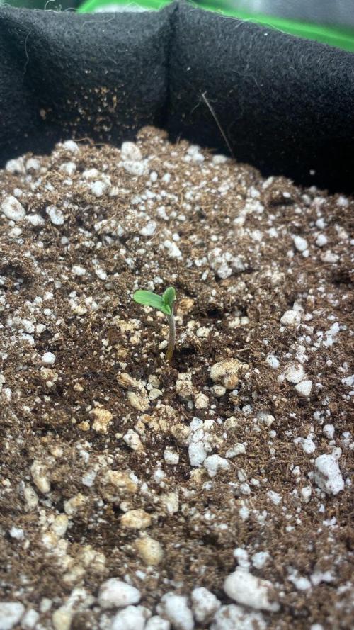 BLUE ZUSHI. Week 0