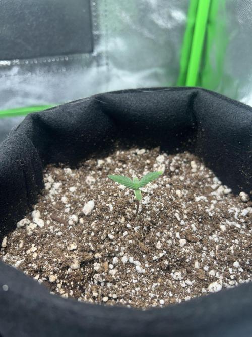 BLUE ZUSHI. Week 1