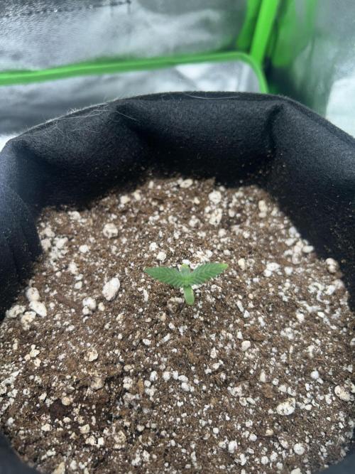 BLUE ZUSHI. Week 1