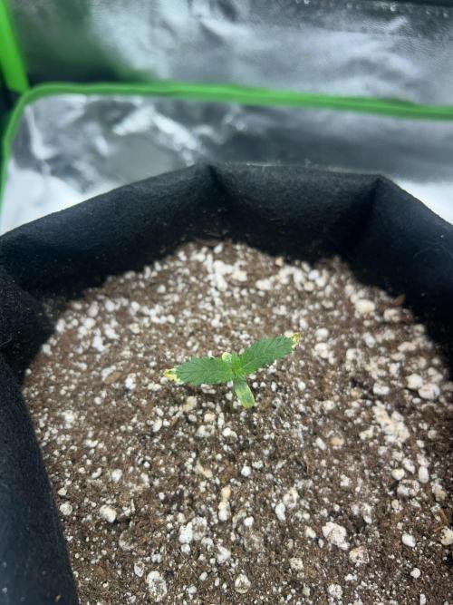 BLUE ZUSHI. Week 1