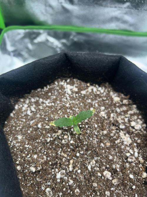 BLUE ZUSHI. Week 1