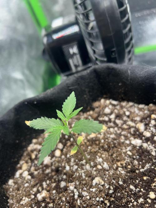 BLUE ZUSHI. Week 2