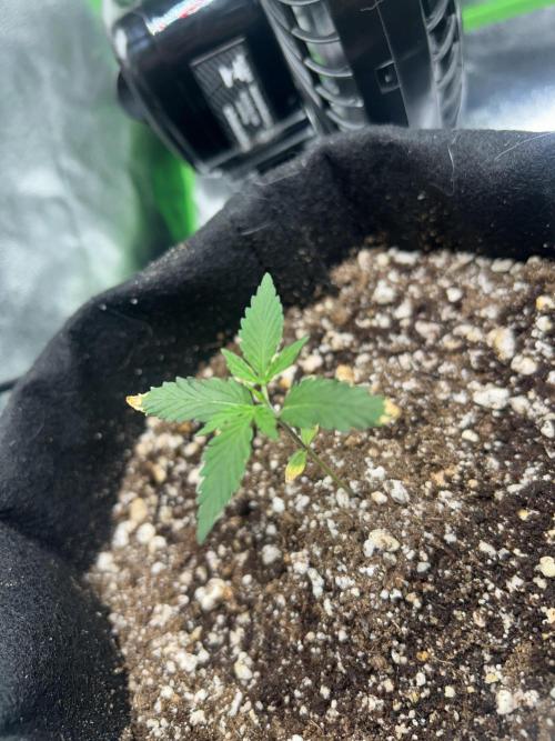 BLUE ZUSHI. Week 2