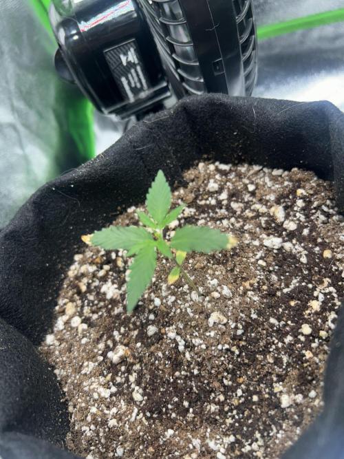 BLUE ZUSHI. Week 2