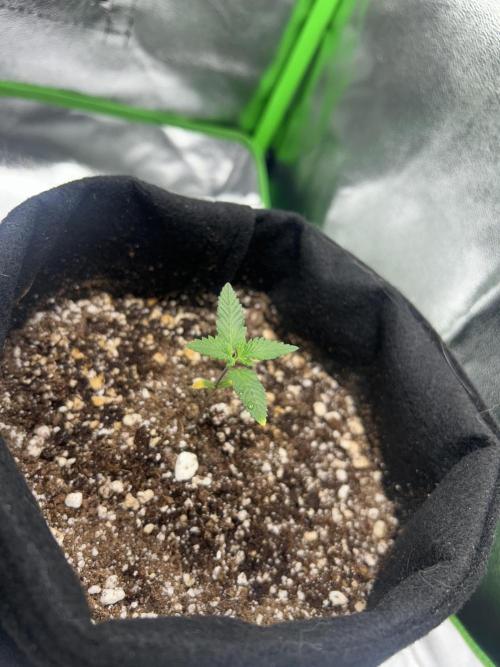 BLUE ZUSHI. Week 2