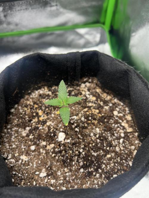 BLUE ZUSHI. Week 2