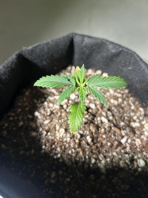 BLUE ZUSHI. Week 3