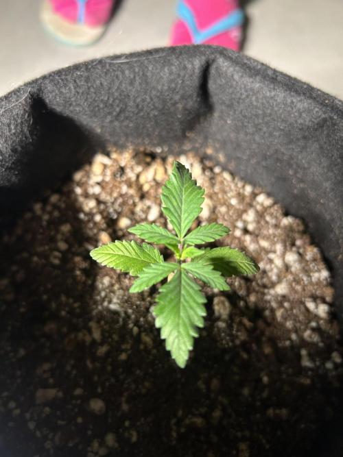 BLUE ZUSHI. Week 3