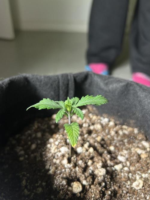 BLUE ZUSHI. Week 3