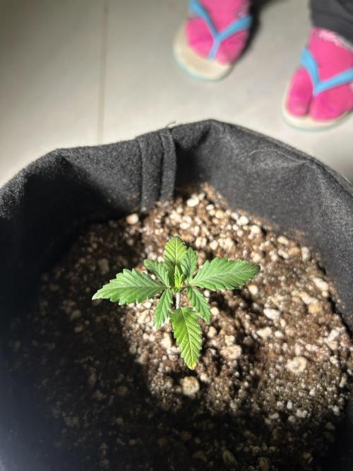 BLUE ZUSHI. Week 3