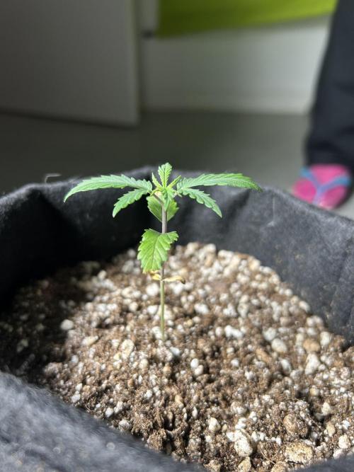 BLUE ZUSHI. Week 3