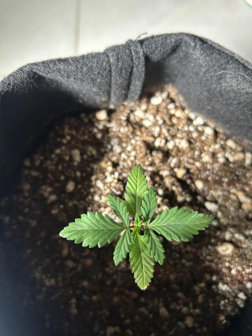 BLUE ZUSHI. Week 3