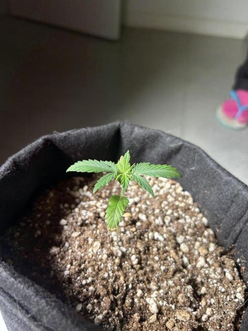 BLUE ZUSHI. Week 3