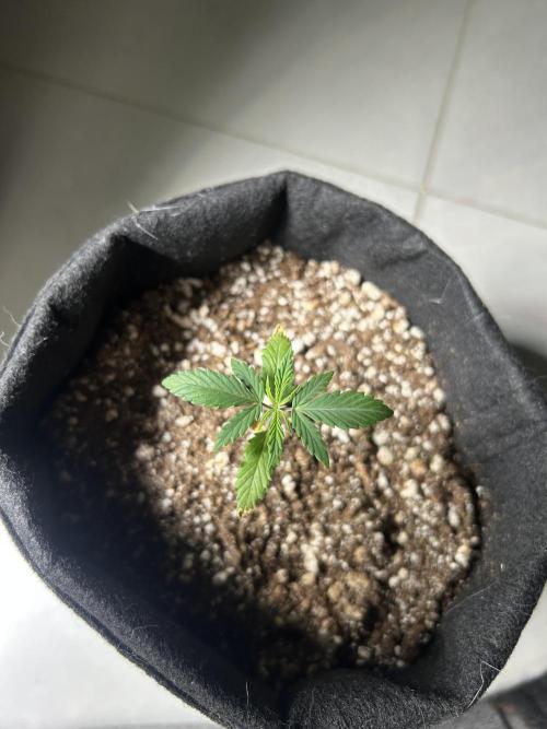 BLUE ZUSHI. Week 3