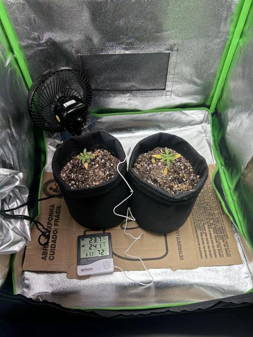 BLUE ZUSHI. Week 4