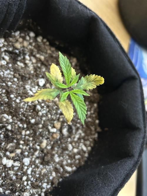 BLUE ZUSHI. Week 4