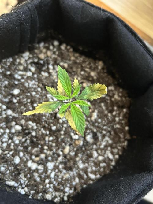 BLUE ZUSHI. Week 4