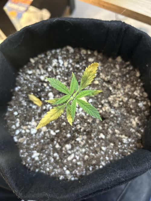 BLUE ZUSHI. Week 4