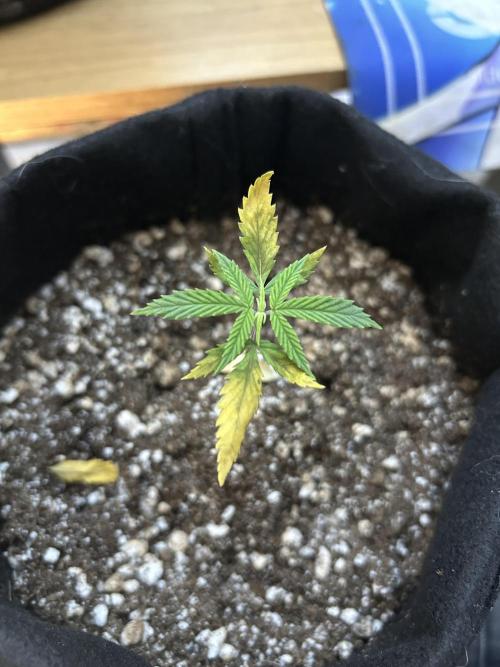 BLUE ZUSHI. Week 4