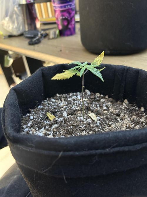 BLUE ZUSHI. Week 4